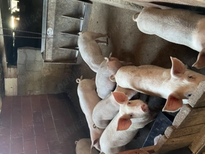 Vând grasuni  - imagine 2