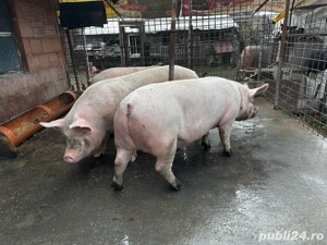 Vand porci de casa  - imagine 2