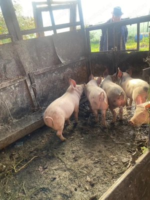 Șoldani 80-90 kg - imagine 2