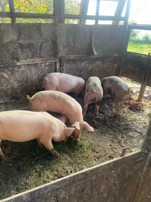 Șoldani 80-90 kg - imagine 3