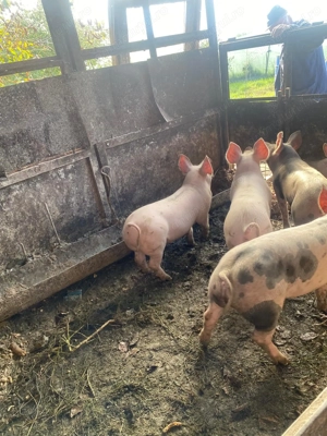 Șoldani 80-90 kg - imagine 4