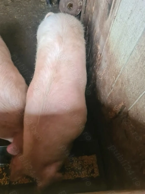Porc de vanzare 100-120kg - imagine 2