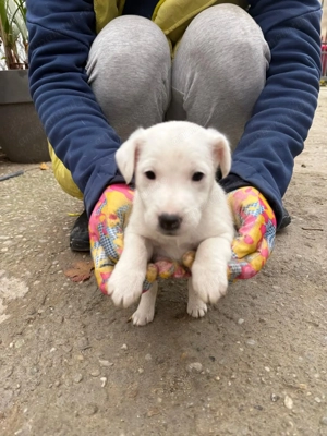 Pui fox terrier cu par neted - imagine 3