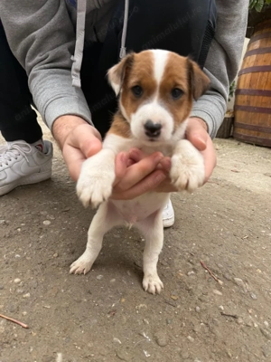 Pui fox terrier cu par neted - imagine 2