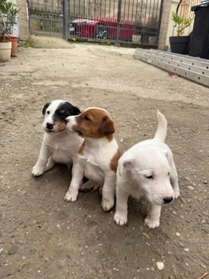 Pui fox terrier cu par neted