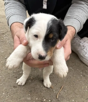 Pui fox terrier cu par neted - imagine 4