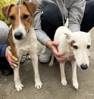 Pui fox terrier cu par neted - imagine 5
