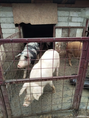 Porci de crăciun  - imagine 2