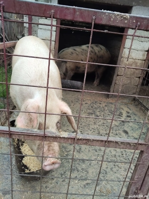 Porci de crăciun  - imagine 3