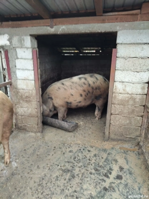 Porci de crăciun  - imagine 4