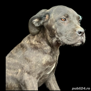 Puiuti cane corso