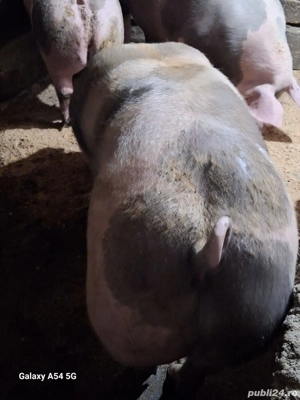 porci pietrain - imagine 3