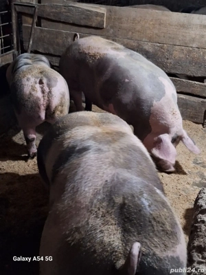 porci pietrain - imagine 4