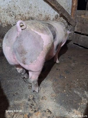 porci pietrain - imagine 5