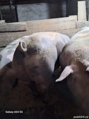 porci pietrain - imagine 2