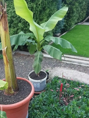 Bananieri la ghiveci