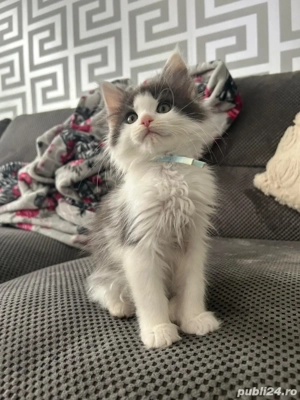 Siberiana De Padure - imagine 4