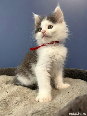 Siberiana De Padure - imagine 3