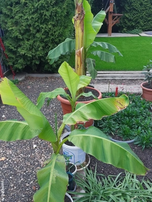 Bananieri la ghiveci - imagine 2