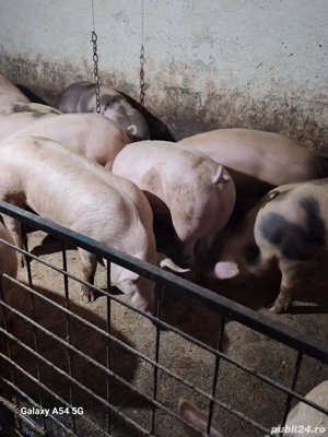 porci crescuți în gospodărie  - imagine 5