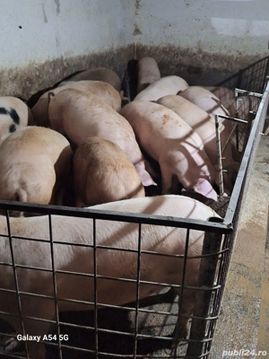 porci crescuți în gospodărie  - imagine 3