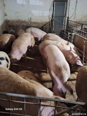 porci crescuți în gospodărie 