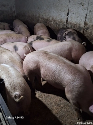 porci crescuți în gospodărie  - imagine 2