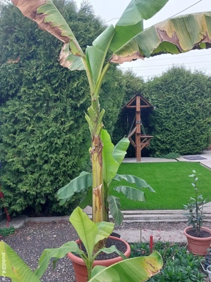 Bananieri la ghiveci - imagine 3