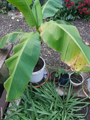 Bananieri la ghiveci - imagine 4