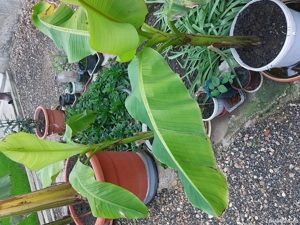 Bananieri la ghiveci - imagine 5