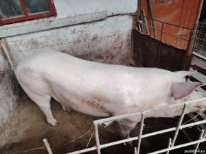 Vând porci!  - imagine 2