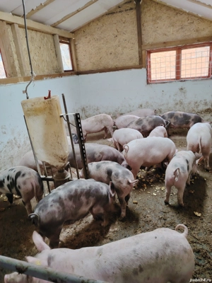 Vând porci!  - imagine 4