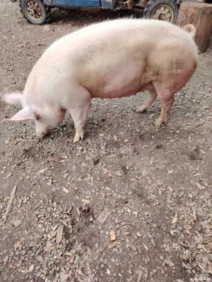 Vând porci!  - imagine 5