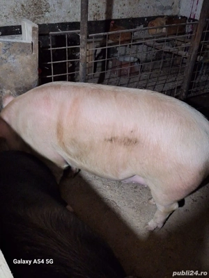 porci crescuți în gospodărie 