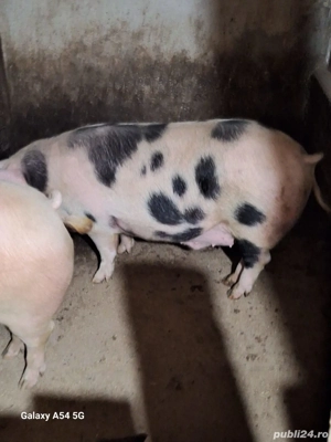 porci crescuți în gospodărie  - imagine 4