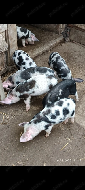 Vând purcei de țară