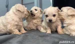 Vand  puiuti Bichoni maltezi 3 luni