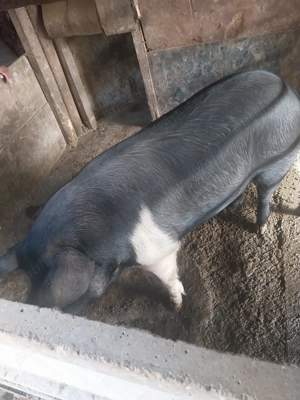 Vând porc Basna crescut natural 100%