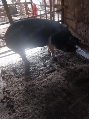 Vând porc Basna crescut natural 100% - imagine 4