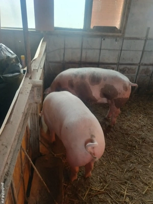 vand porci 80-110 kg