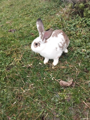 Iepuri de vînzare  - imagine 2