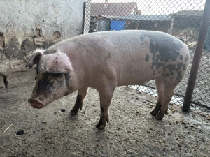 Porc (scroafă) 100-110 kg - imagine 3