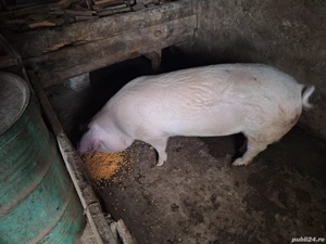 Vand porci - imagine 4