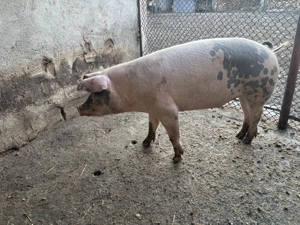 Porc (scroafă) 100-110 kg - imagine 2