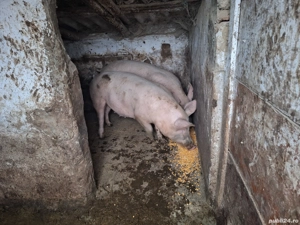 Vand porci - imagine 3