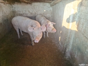Vand porci - imagine 5