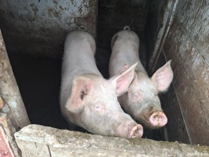 Vand porci - imagine 2