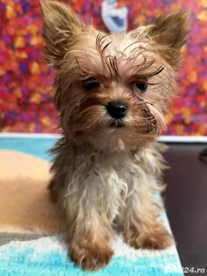 Morkie Yorkshire Terrier - imagine 2