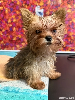 Morkie Yorkshire Terrier - imagine 4