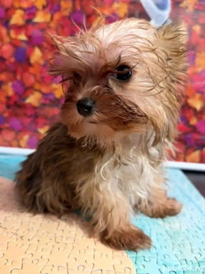 Morkie Yorkshire Terrier